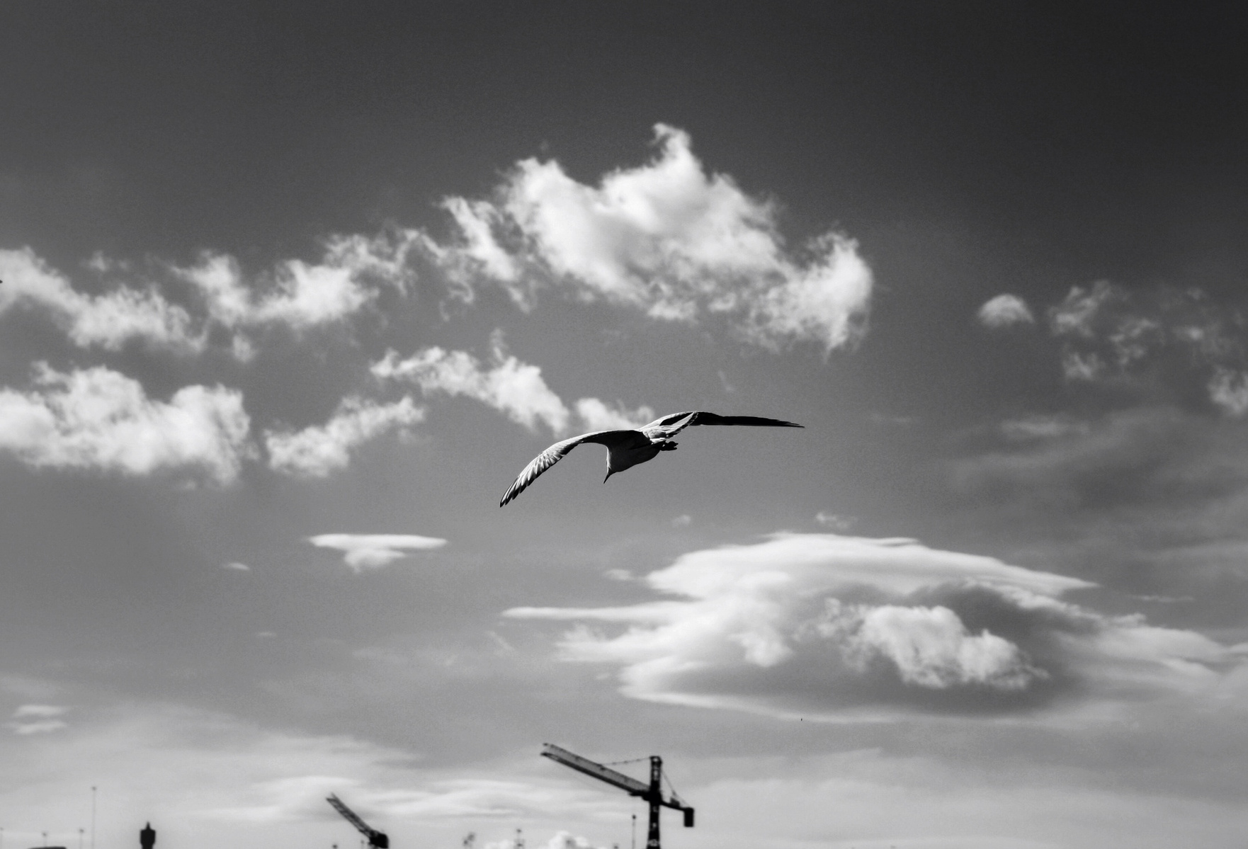 black and white photo of a seagull