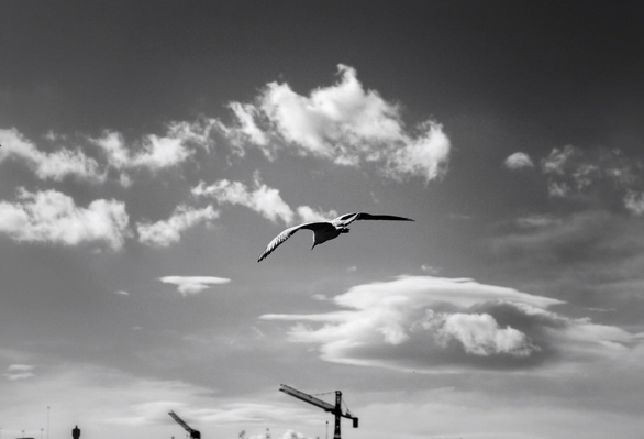 black and white photo of a seagull