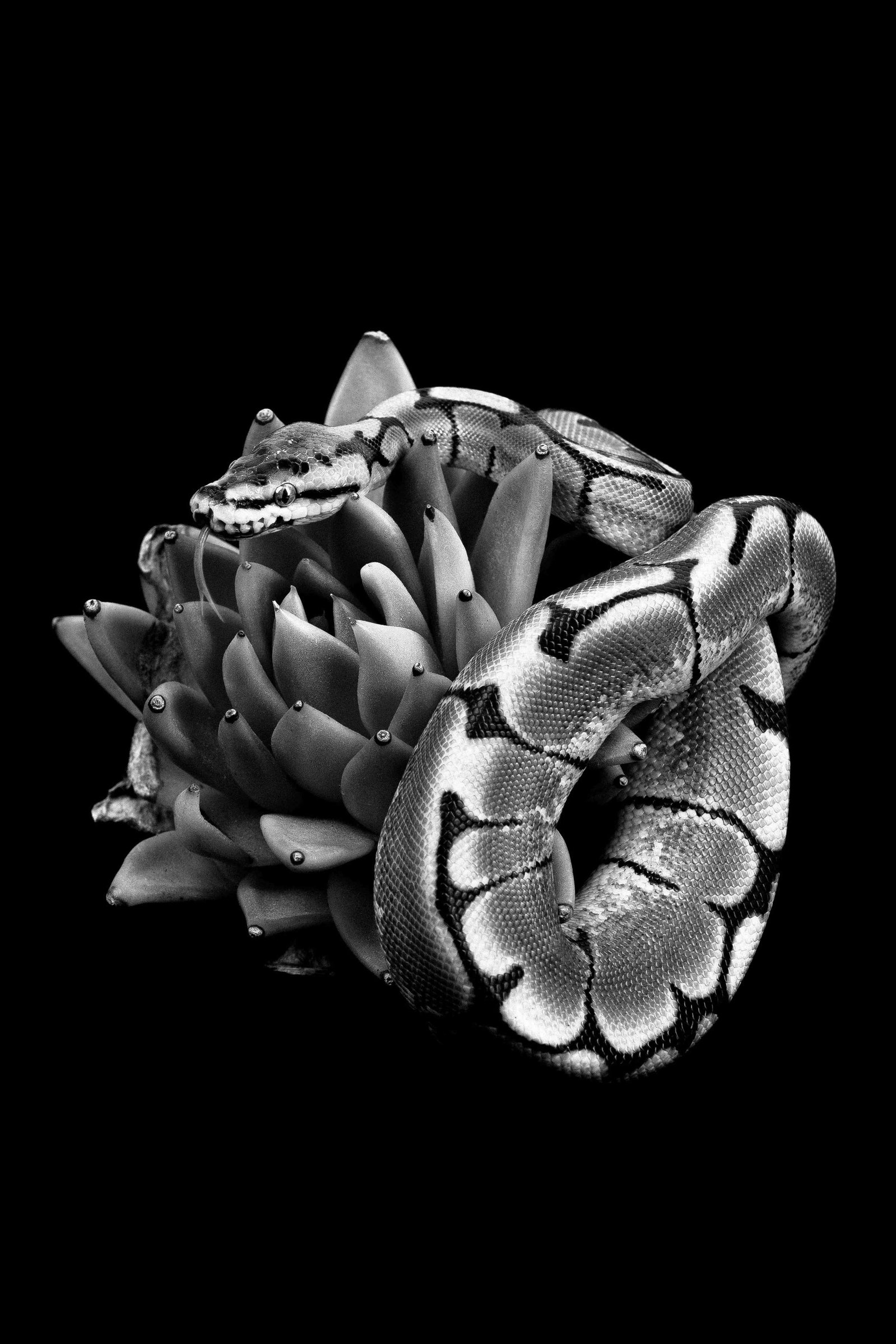 Black and White portrait of a python
