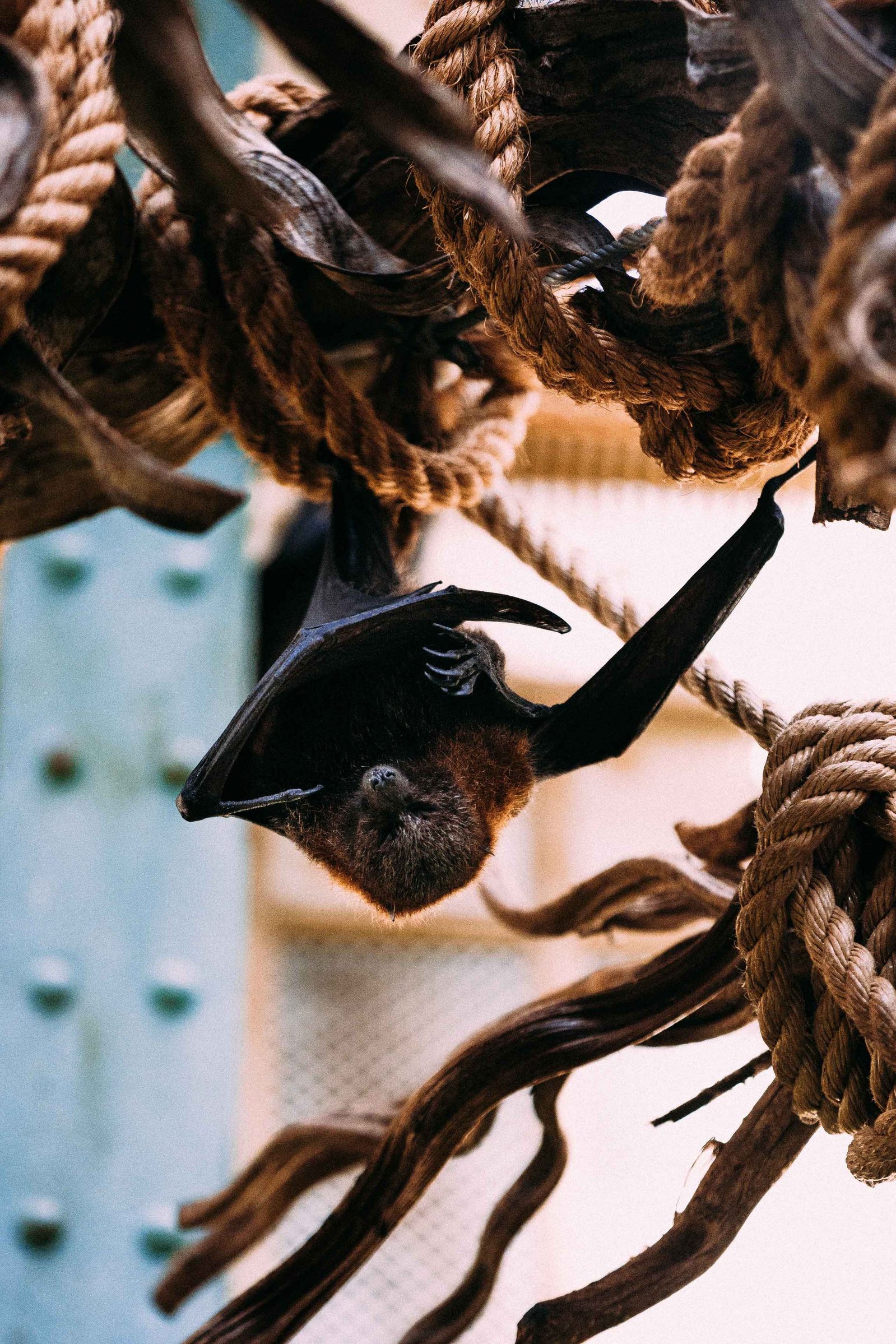 Portrait of a bat sleeping
