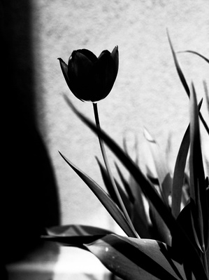 Black and white photography of a tulip