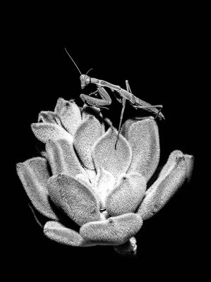 black and white portrait of a praying mantis on a flower