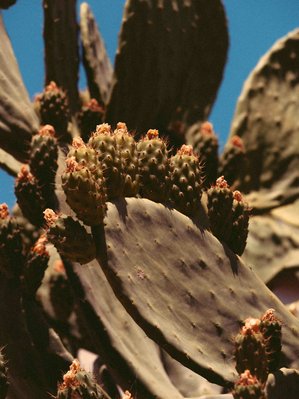 A cactus