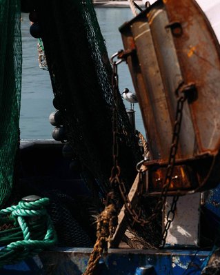 a seagull on a rusty boat