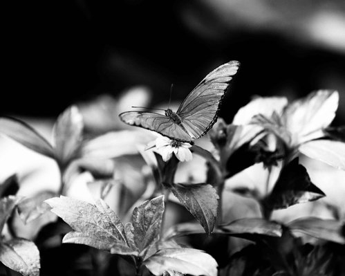 Black and white photo of a butterfly