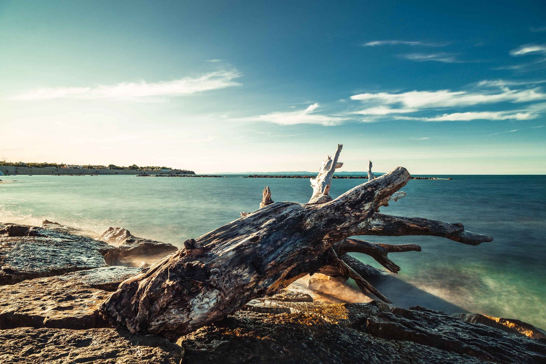 Landscape colorful photo of sea and a tree
