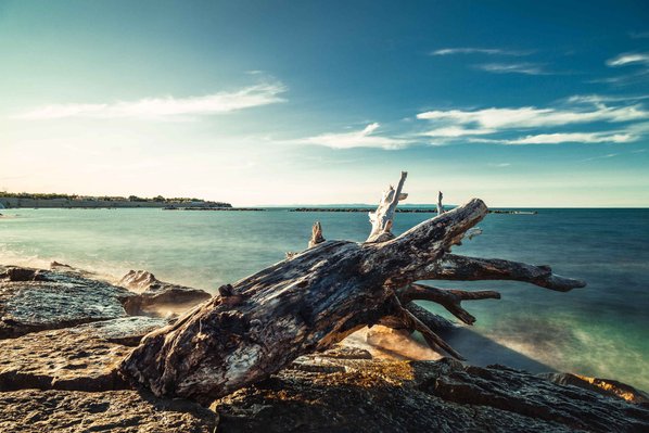 Landscape colorful photo of sea and a tree