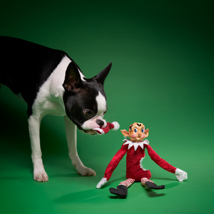 Elf Off, The Tragic End to an Elf Tradition.
https://elfoff.com