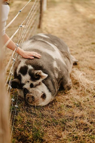 a black pig being petted on the grass at silchester farm