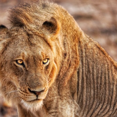 A lioness in the early morning in Africa
