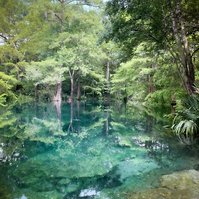 Quiet dawn, freshwater spring, Florida