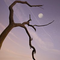 Moonrise through the branches of an old tree