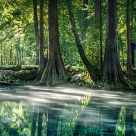 Florida spring, cypress trees