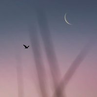 Seagull, moonrise, sea oats