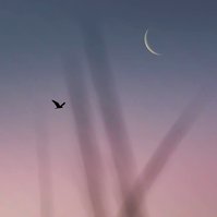 Seagull, moonrise, sea oats