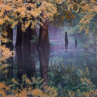 Florida spring, cypress trees, golden leaves