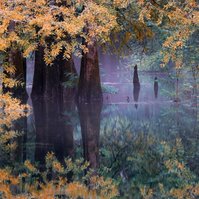 Florida spring, cypress trees, golden leaves