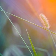 Setting sun illuminates wild grass 