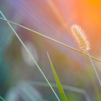 Setting sun illuminates wild grass 