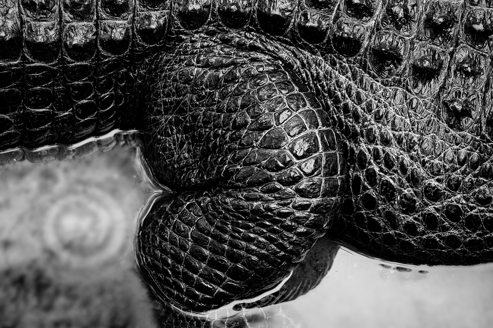 Fine art photograph of a Florida American Alligator