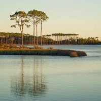 Florida lake, sunset, pine trees