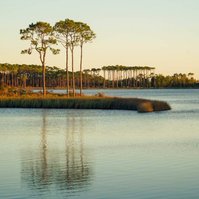 Florida lake, sunset, pine trees