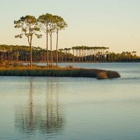 Florida lake, sunset, pine trees