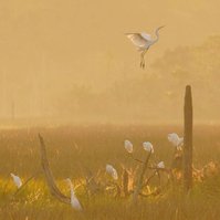 Egret wings reflecting in the morning sunlight
