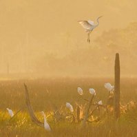 Egret wings reflecting in the morning sunlight