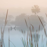 Florida pond, foggy dawn, cormorants 