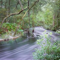 Swift water flowing through a freshwater creek, north Florida