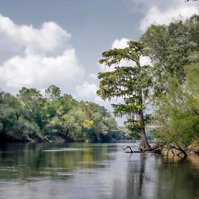 Florida river bank with Cypress trees