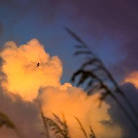 Seagull flies above clouds along the beach