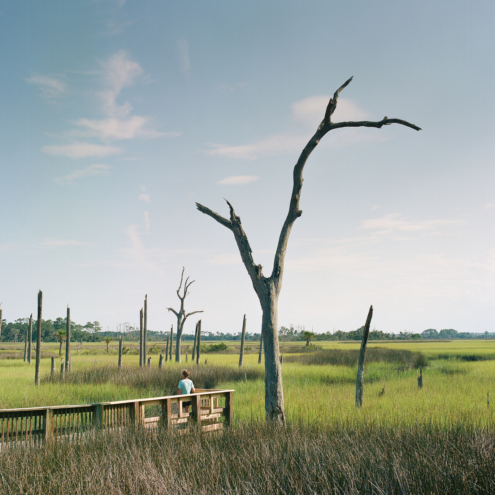 Cradle Creek Preserve shot on Portra 400 film.