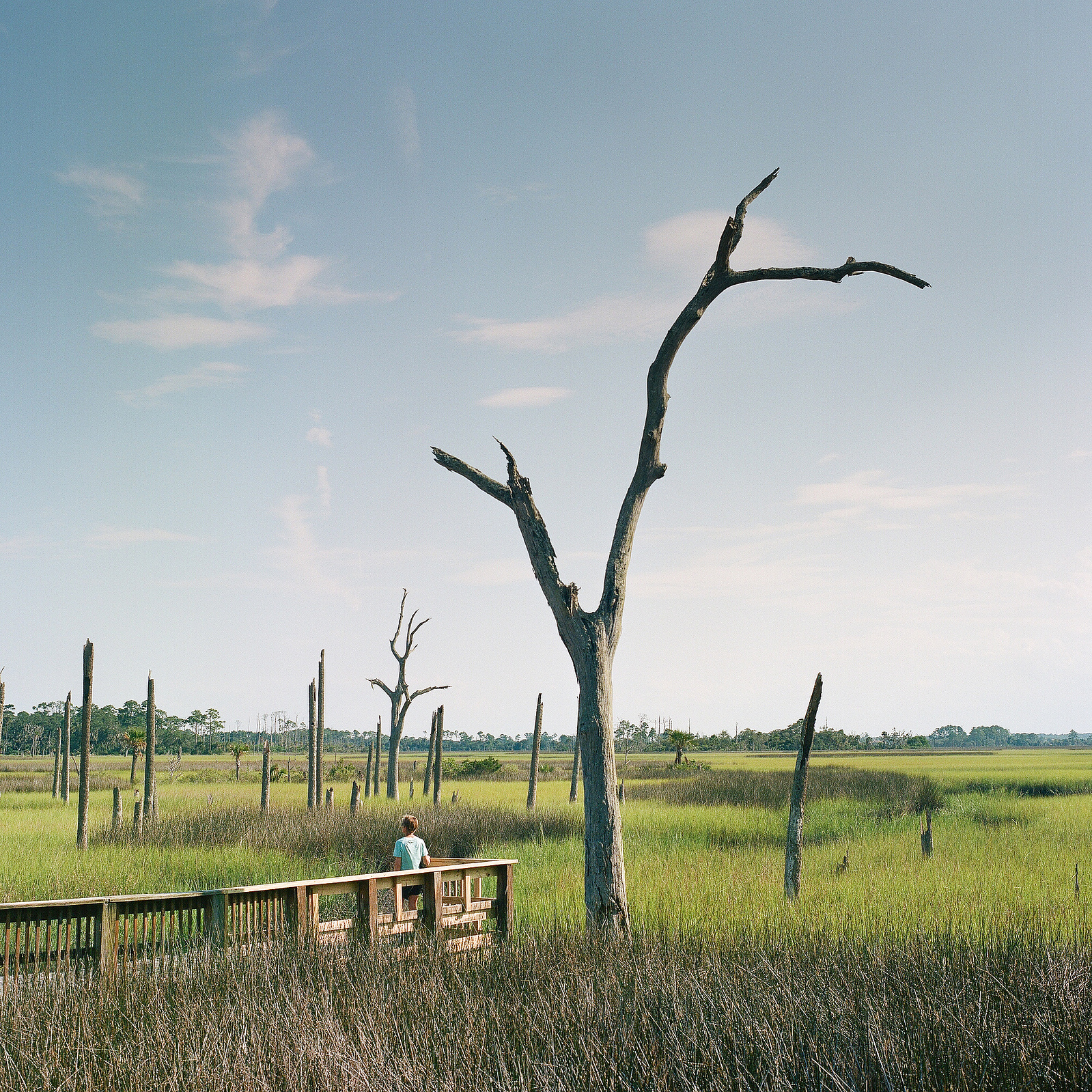 Cradle Creek Preserve shot on Portra 400 film.