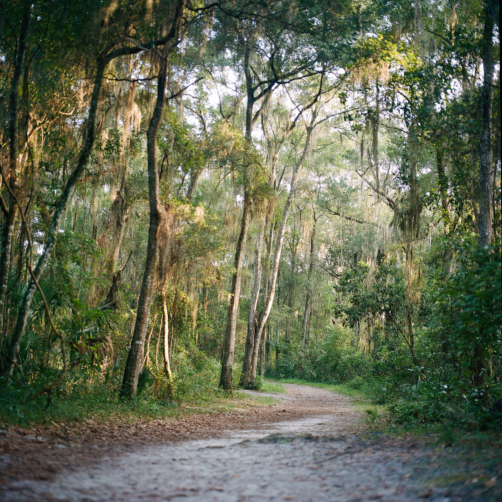 Theodore Roosevelt Area at Ft. Caroline shot on Portra 400 film.