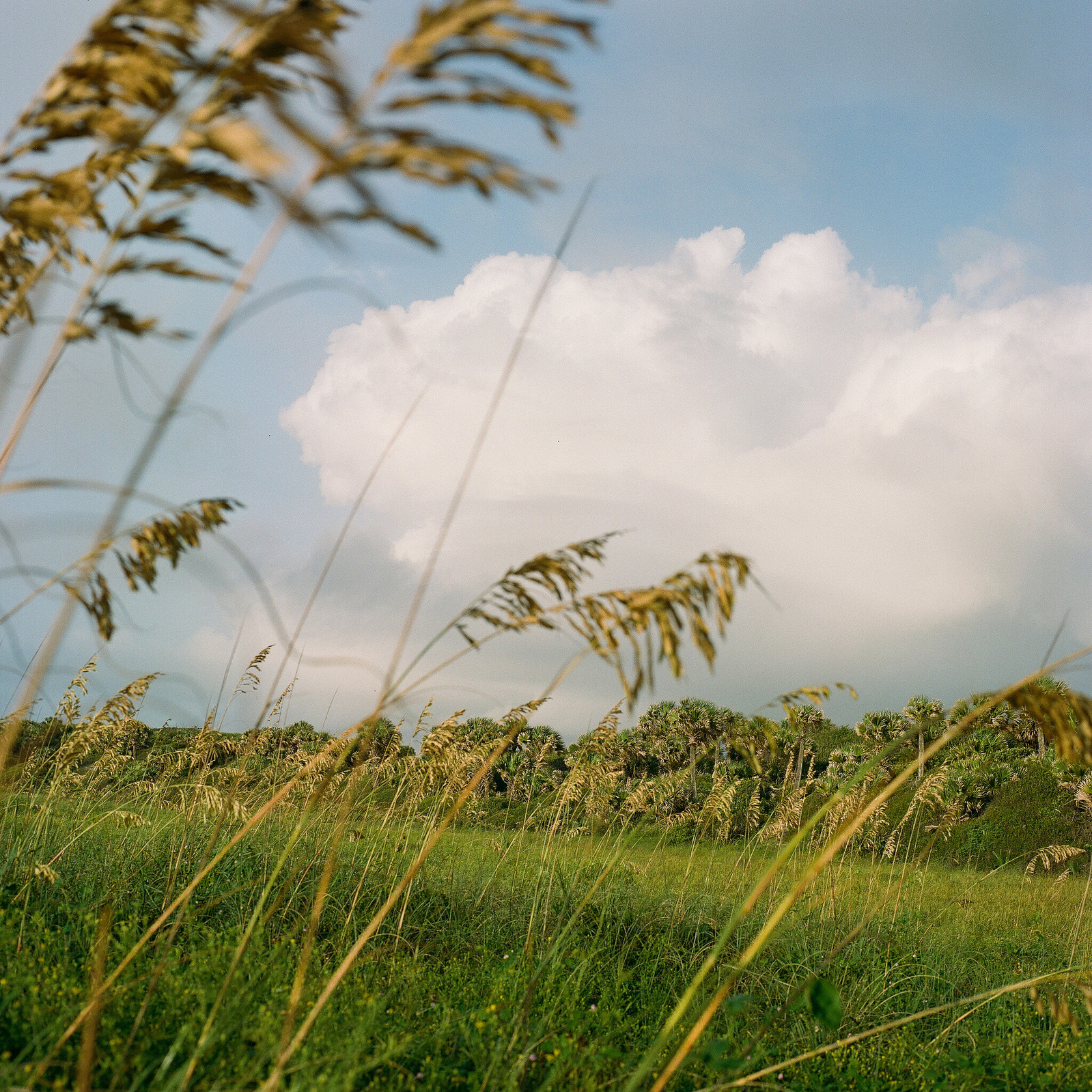 Hanna Park shot on Portra 400 film.