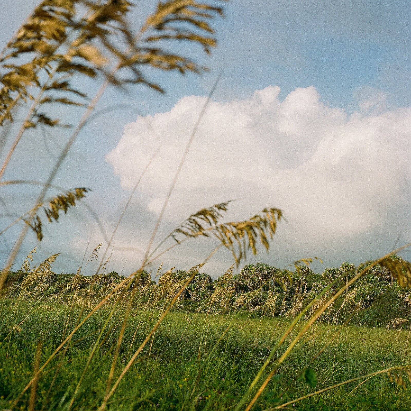 Hanna Park shot on Portra 400 film.