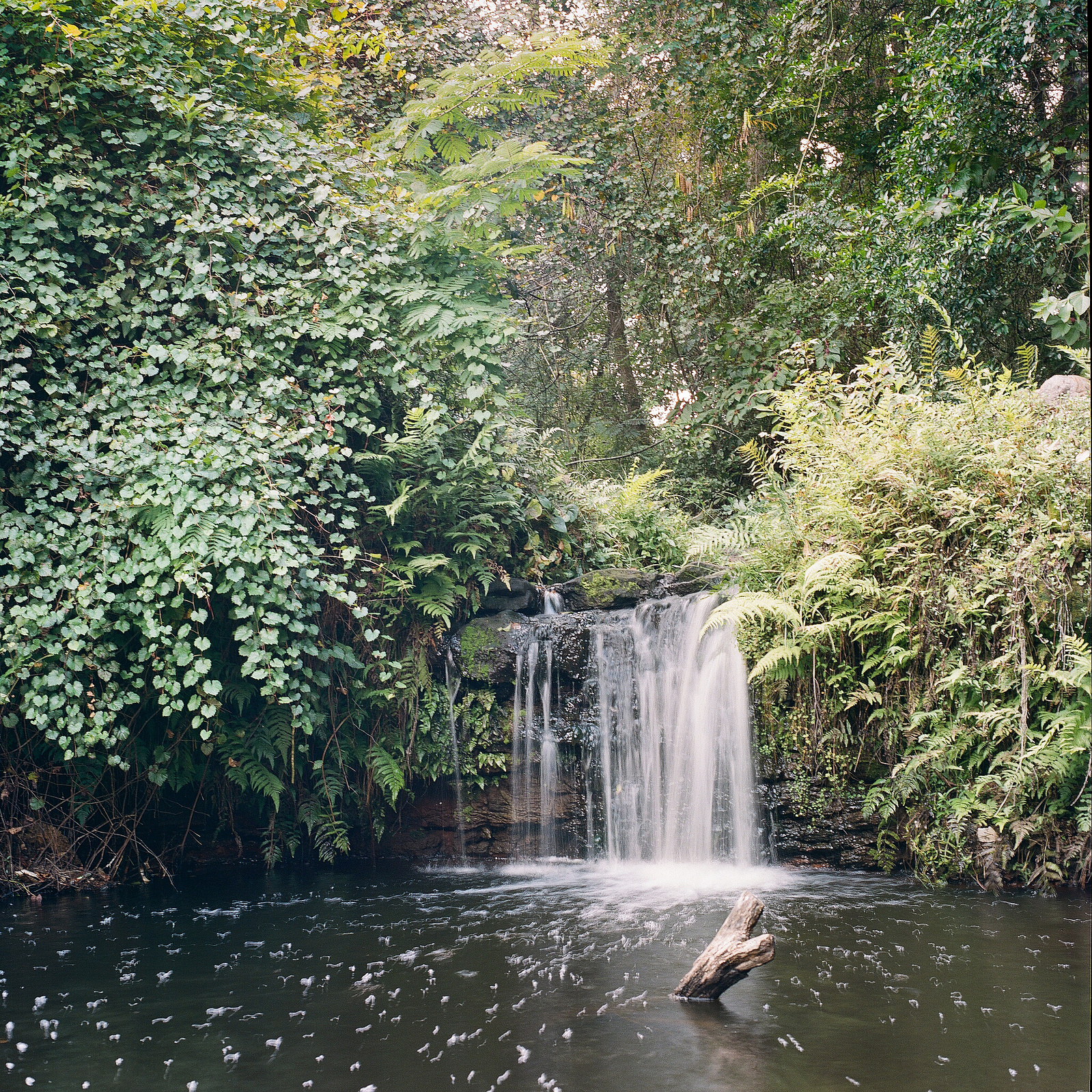 Bulls Bay Preserve shot on Portra 400 film.