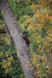 A bear cub climbs a tree in Yosemite Valley.