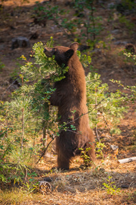 A bear cub standing on its hind legs eating from a berry bush.