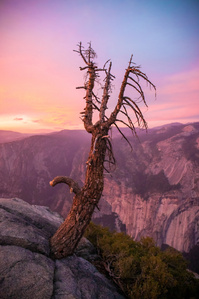 Glacier Point Tree during Alpenglow.