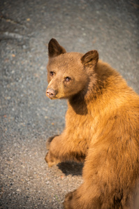 A bear cub turns back to look at the camera.