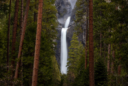 Lower Yosemite Falls framed by pine trees.