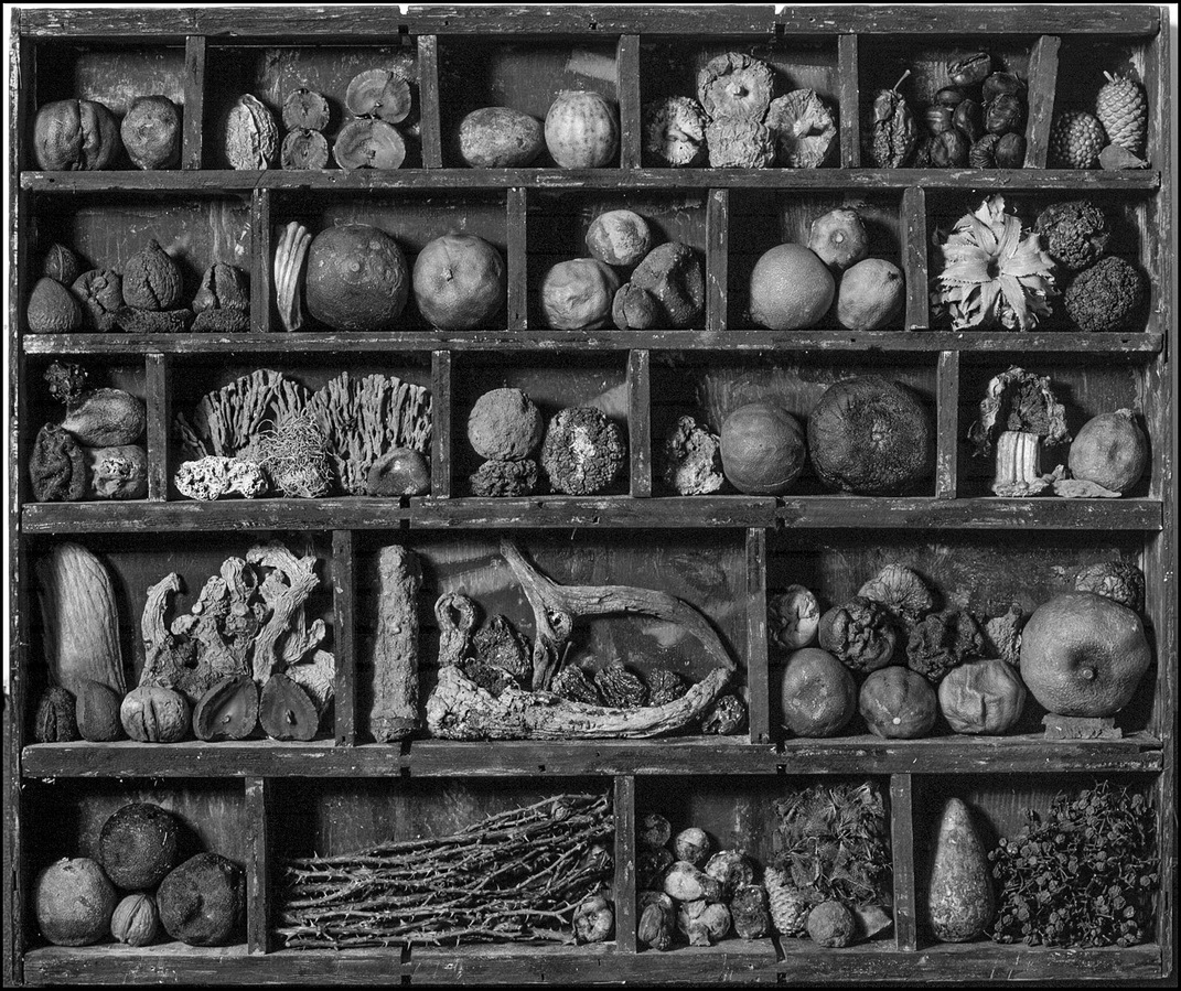 Still life of various objects arranged in a compartmented shelf or box.