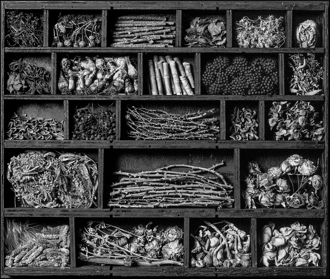 Still life of various bits of vegetation arranged in a compartmented shelf or box.