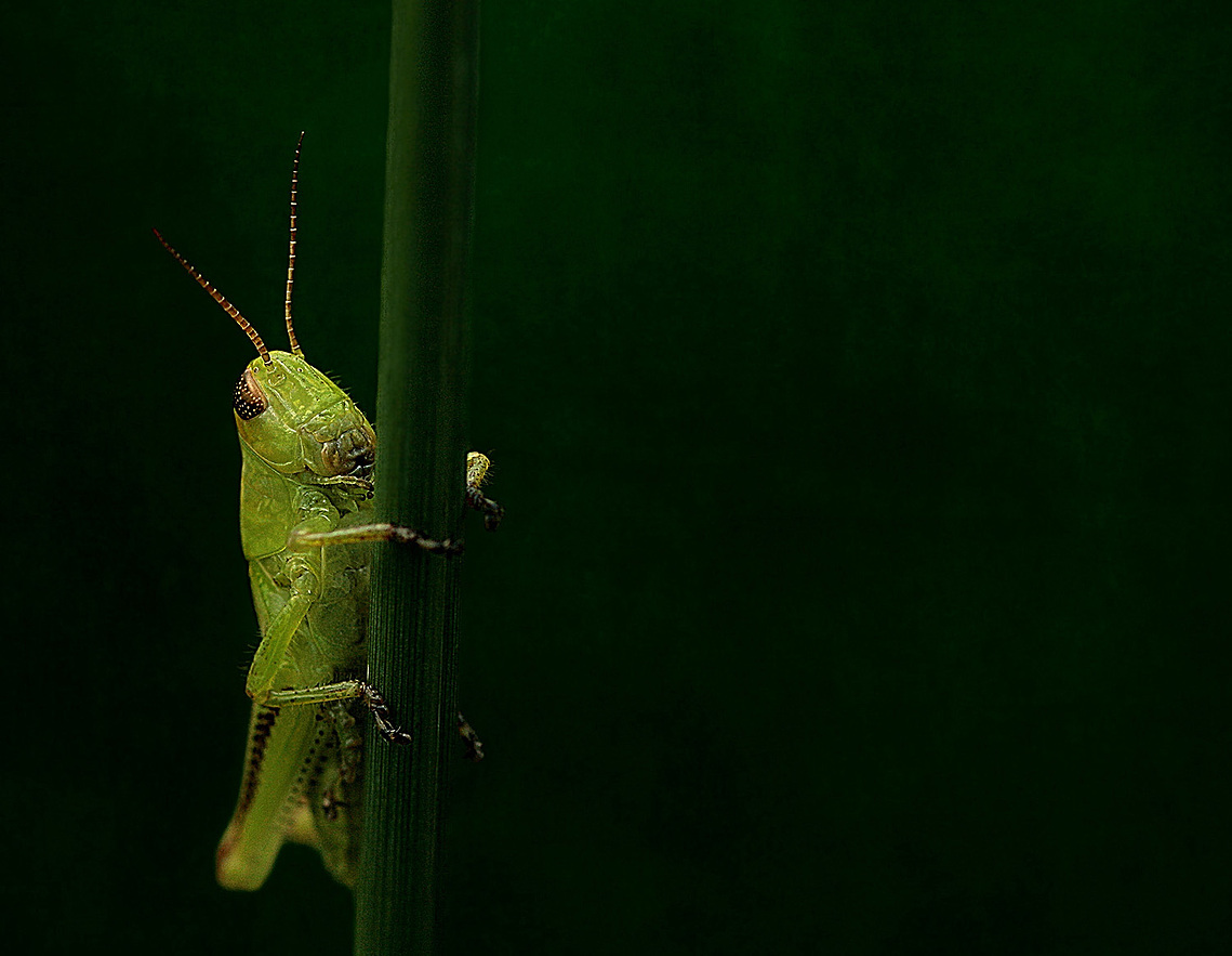 Meadow grasshopper at Luther Marsh Conservation Area, Ontario