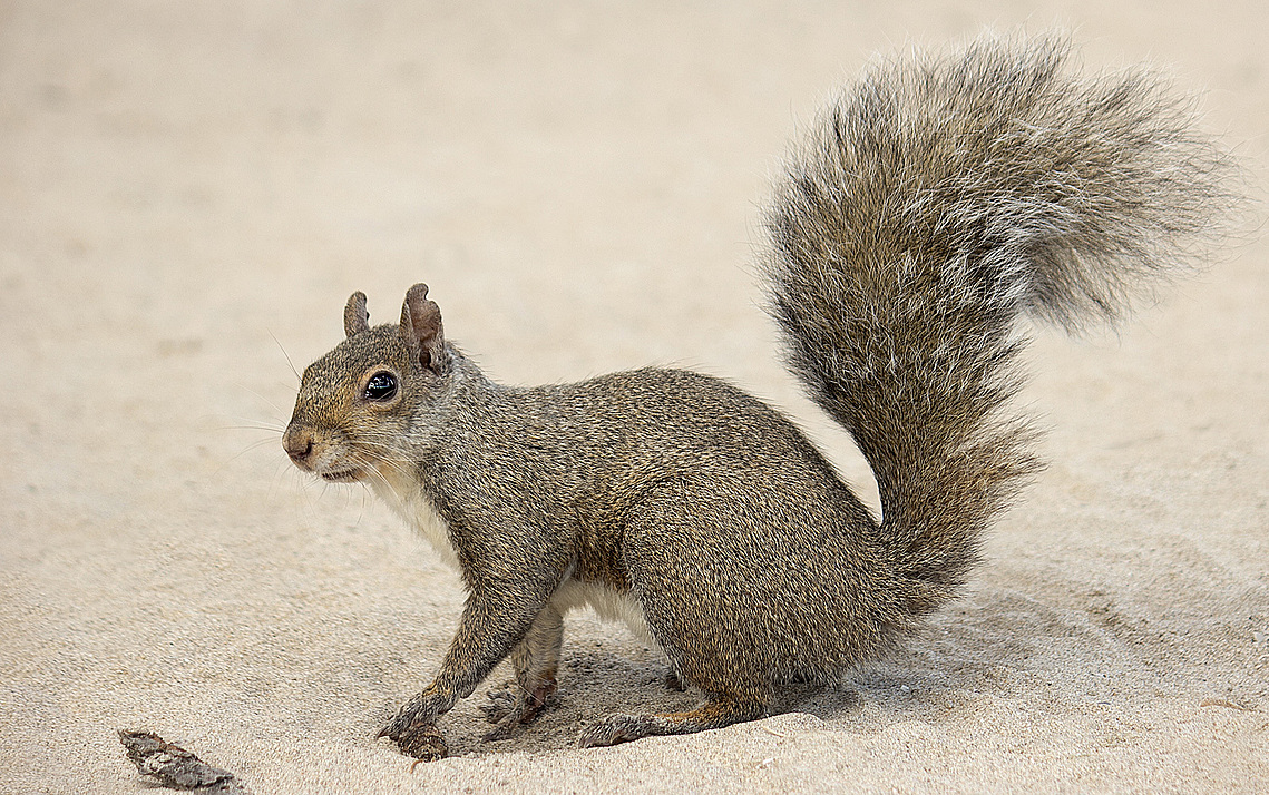 Squirrel on the beach at Jack Darling Park in Port Credit, Ontario