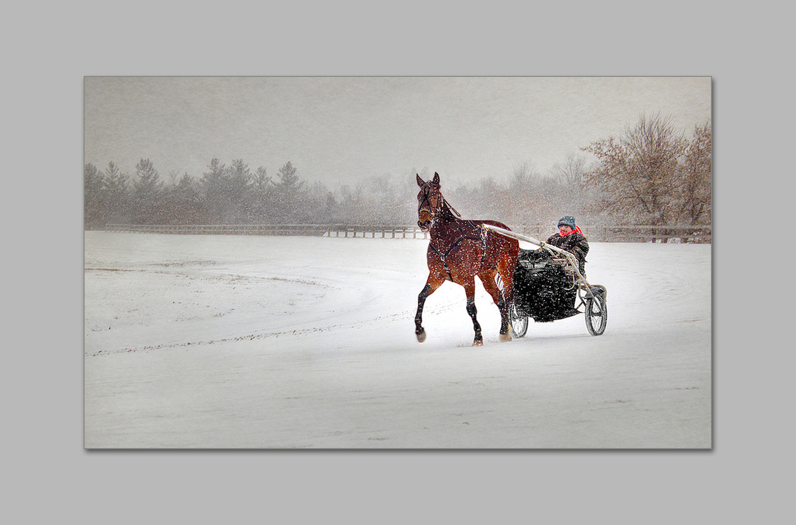 Training for harness racing in a snowstorm