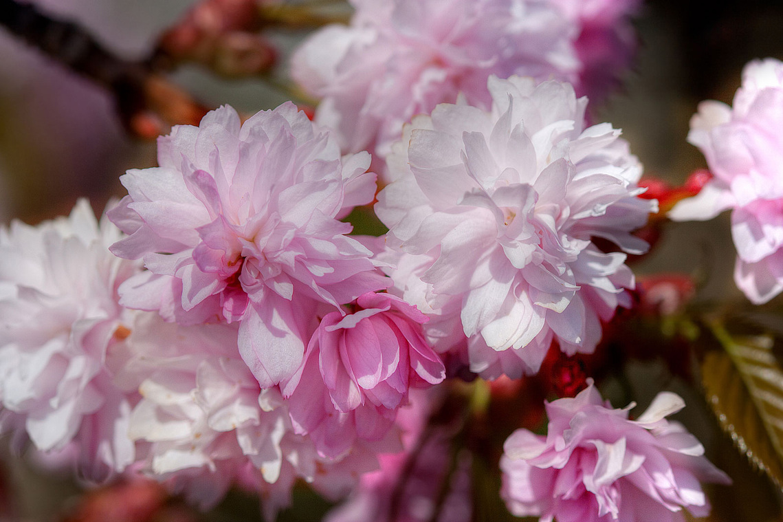 Flowering almond blooms in pink.